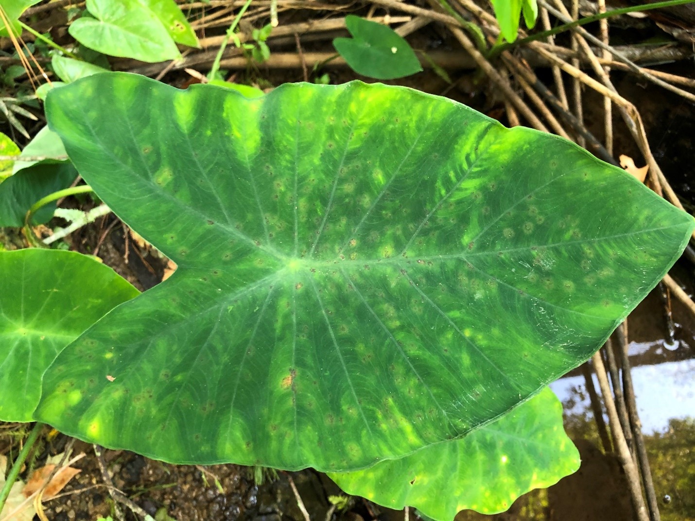 Taro leaf showing mosaicjpg